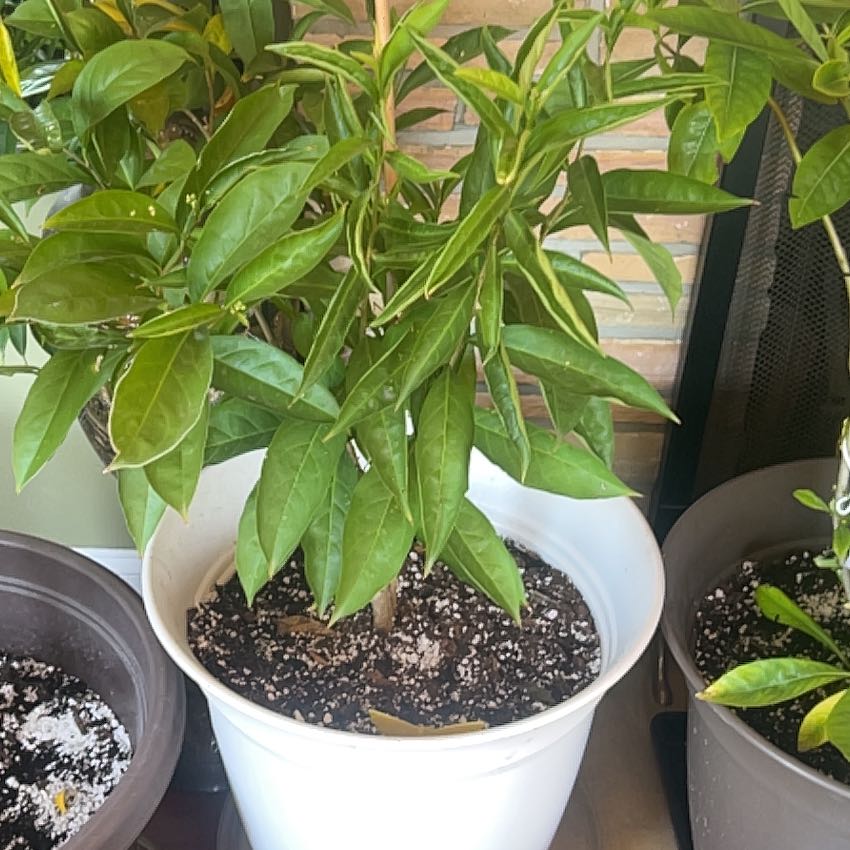 Photo of the plant species Yesterday Today & Tomorrow by @Doublejeopardy named Aria on Greg, the plant care app