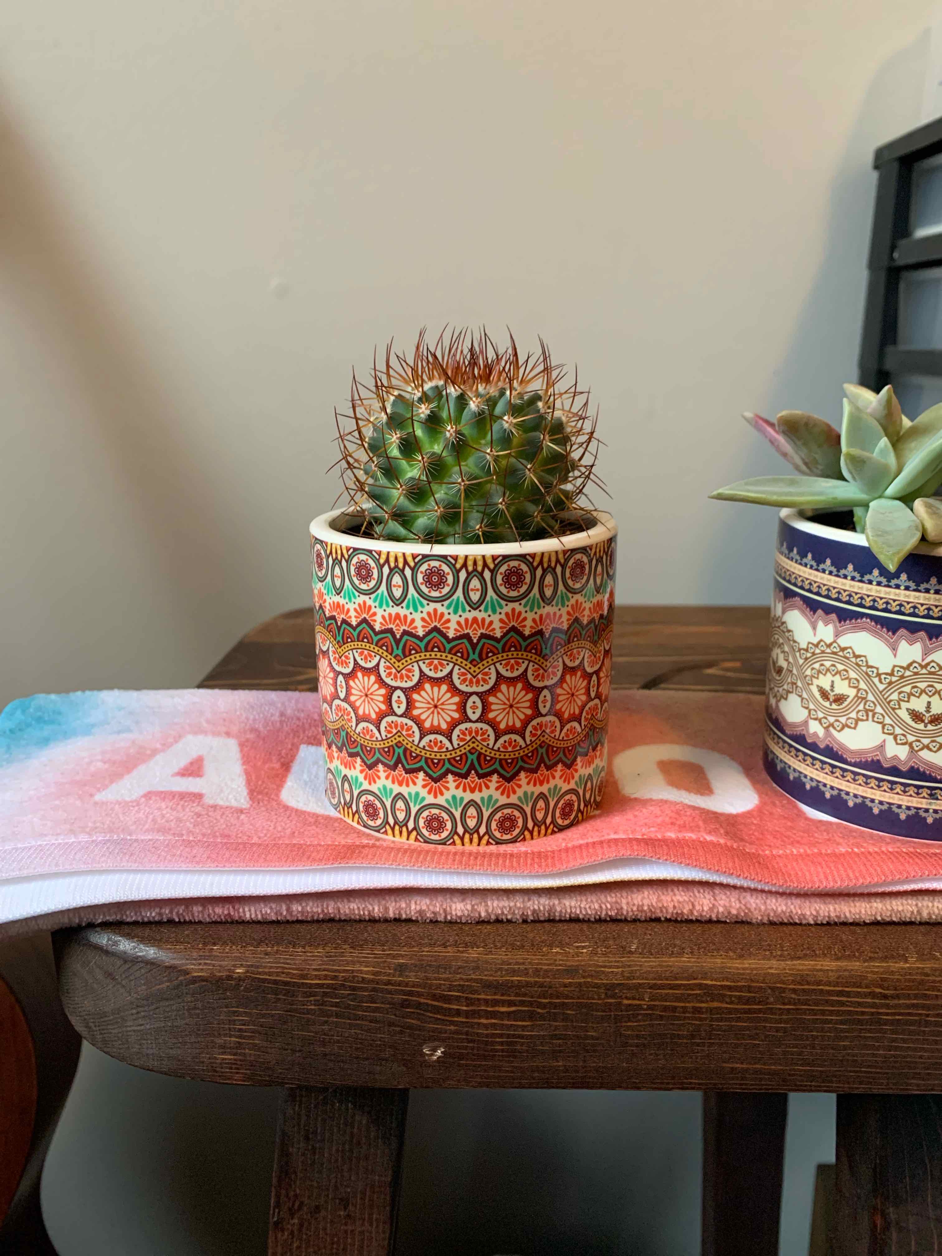 Mammillaria Melanocentra cactus in a decorative pot with another succulent in the background.