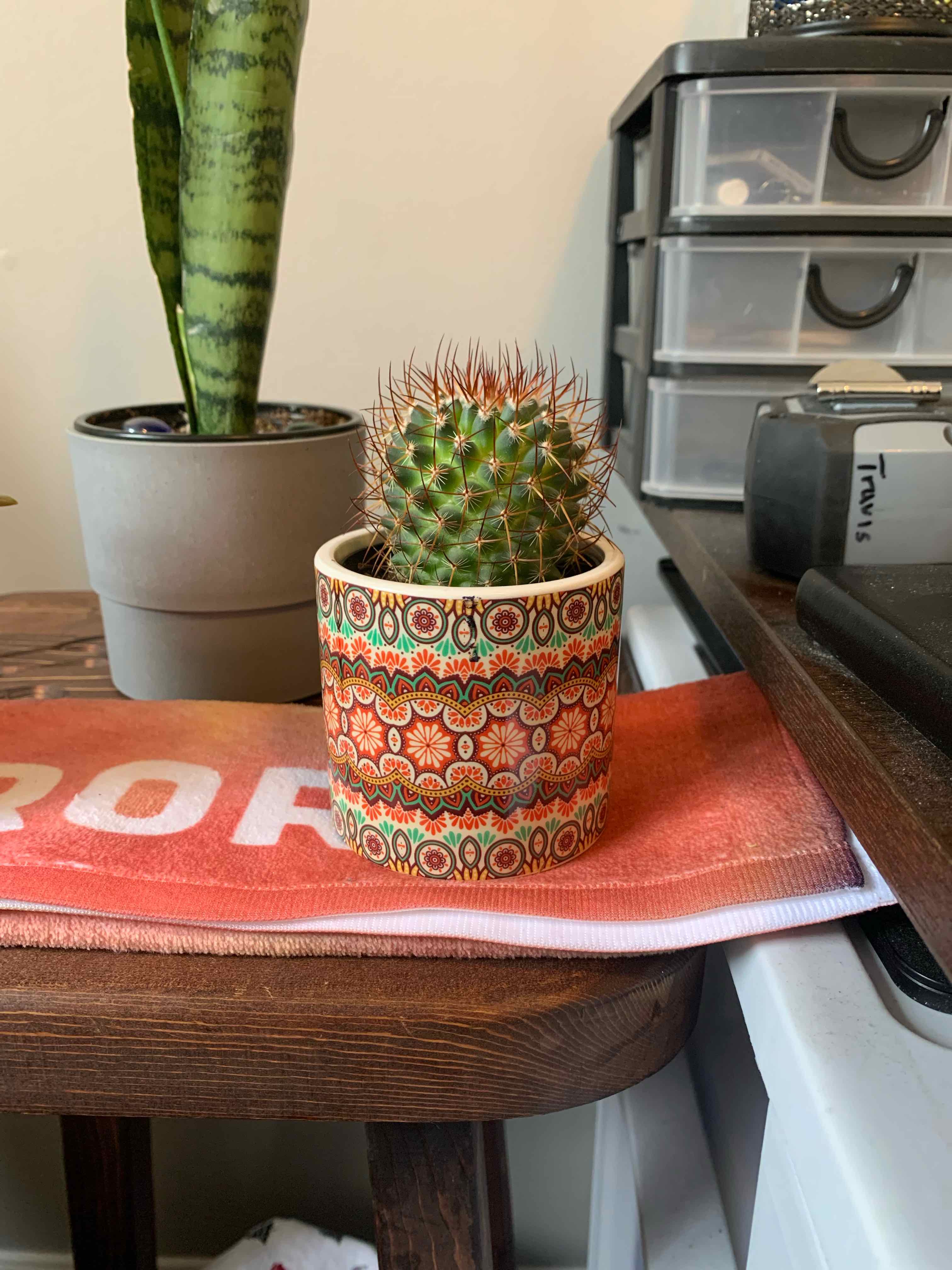 Mammillaria Melanocentra cactus in a decorative pot with another plant in the background.