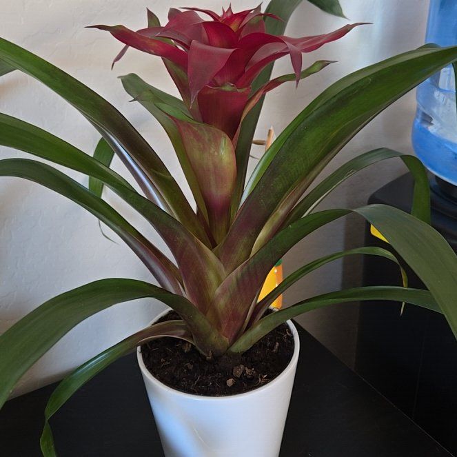 Photo of the plant species Bromeliad by @TimelyEndive70 named Marilyn on Greg, the plant care app