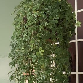 Photo of the plant species Sugar Vine by @QuickVoodoolily named Navajo on Greg, the plant care app