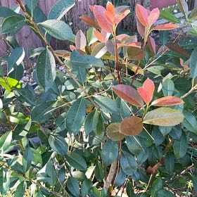 Photo of the plant species Red Tip Photinia by @LavishNoblefir named McKinley on Greg, the plant care app