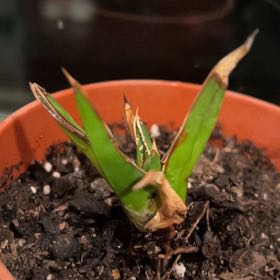 Photo of the plant species Queen Victoria Agave by @FreeBoneset10 named Doja Cat on Greg, the plant care app