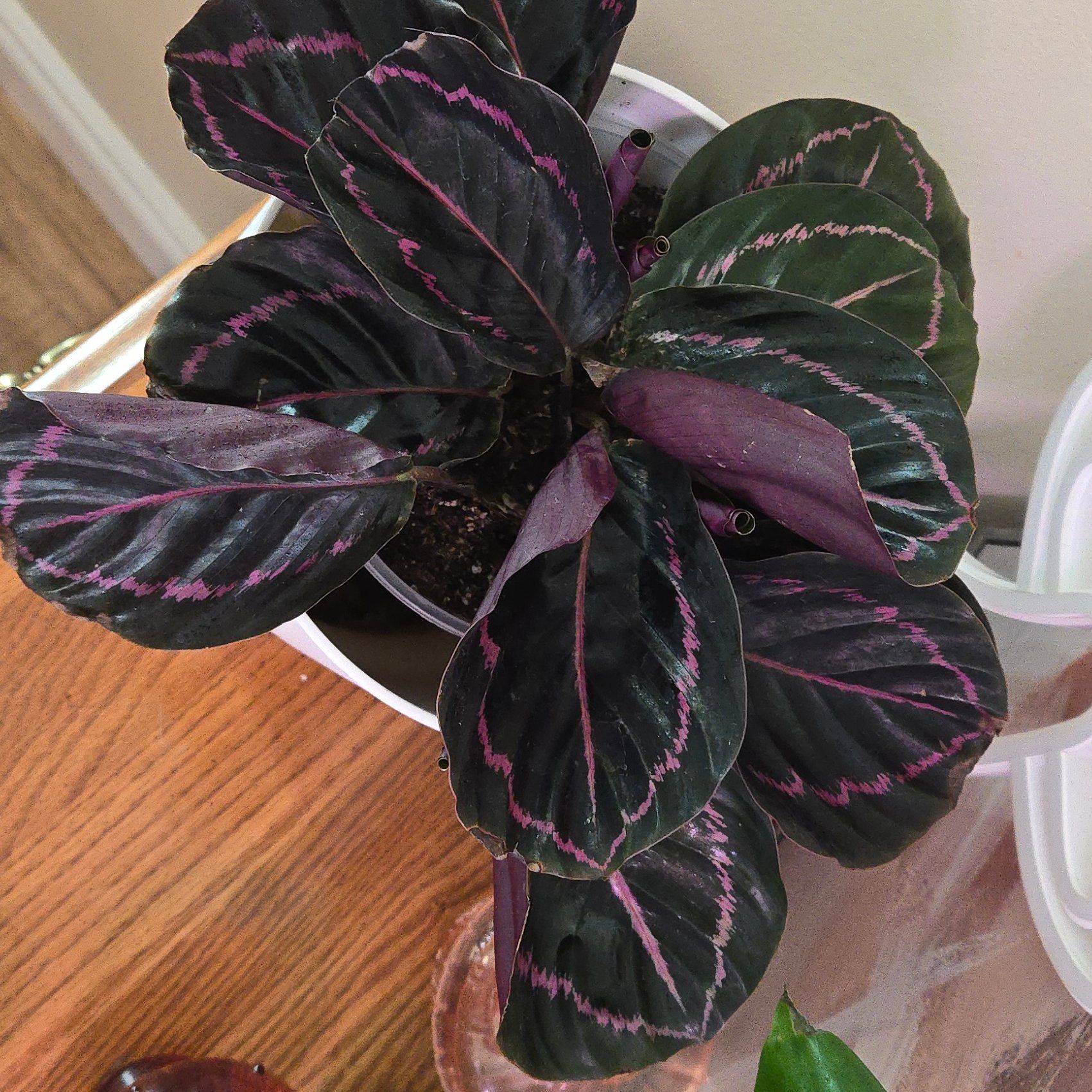 Plant care for Never Never Ctenanthe on Greg, the plant care app