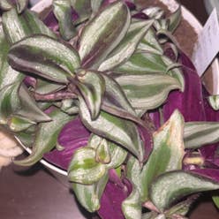 Tradescantia Zebrina plant
