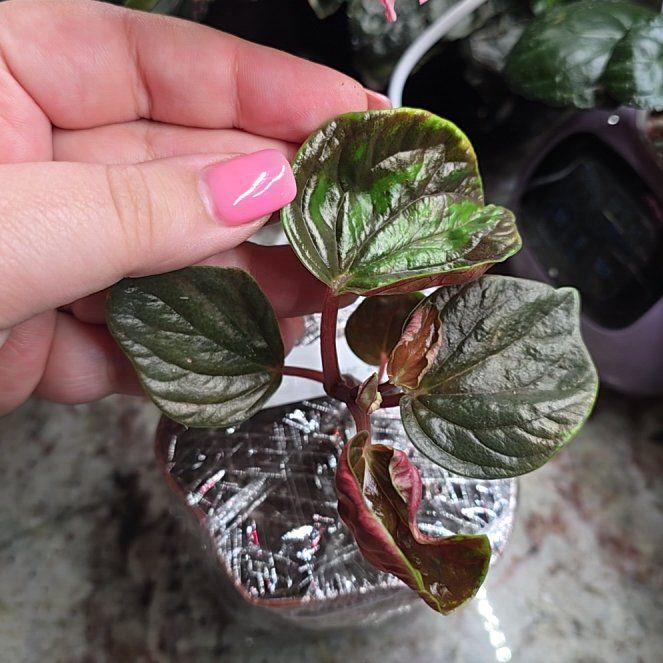 Photo of the plant species Peperomia rugosa by @ZainabAJ named Peperomia Rugosa on Greg, the plant care app