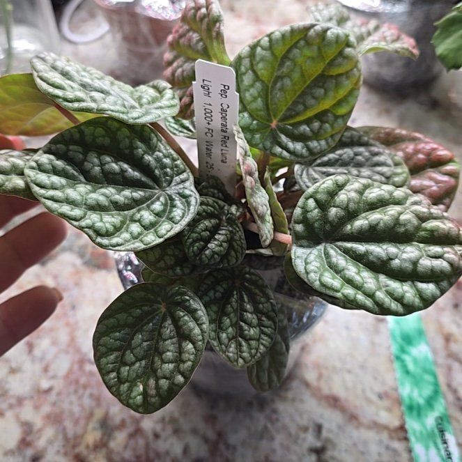 Photo of the plant species Red Luna Peperomia by @ZainabAJ named Luna on Greg, the plant care app