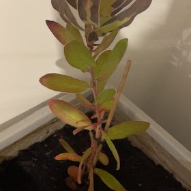 Photo of the plant species Pink King Protea by @HolyMaidengrass named Protea on Greg, the plant care app