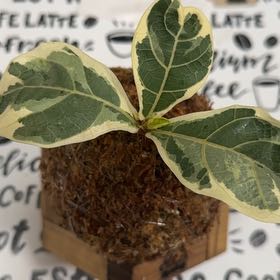 Photo of the plant species Pandurata by @IdealBlackgrass named Baesil on Greg, the plant care app