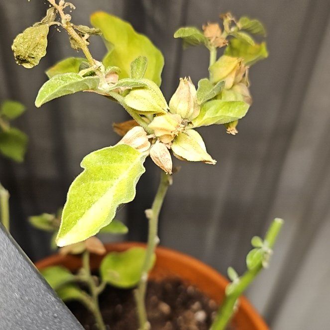 Photo of the plant species Ashwagandha by @QuirkyGreenbark named Ashley on Greg, the plant care app