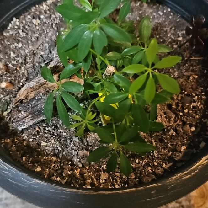 Photo of the plant species Umbrella Tree by @QuirkyGreenbark named Shady Uma on Greg, the plant care app