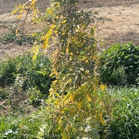 Photo of the plant species Blue Moon Wisteria by @DiverseBilberry named Lavender on Greg, the plant care app