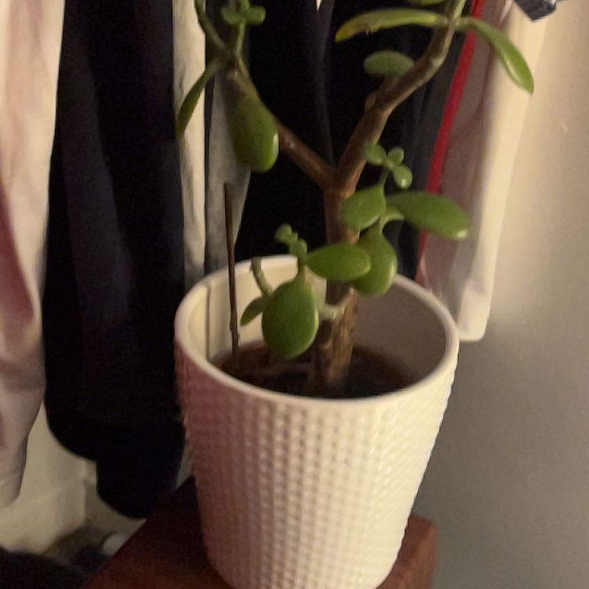 Photo of the plant species Money by @Anya147 named Suzie on Greg, the plant care app