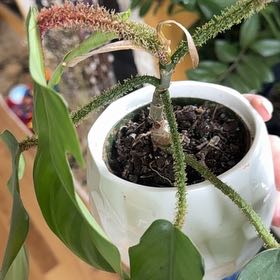 Photo of the plant species Philodendron squamicaule by @ImpeccantDodder named Scarlett on Greg, the plant care app