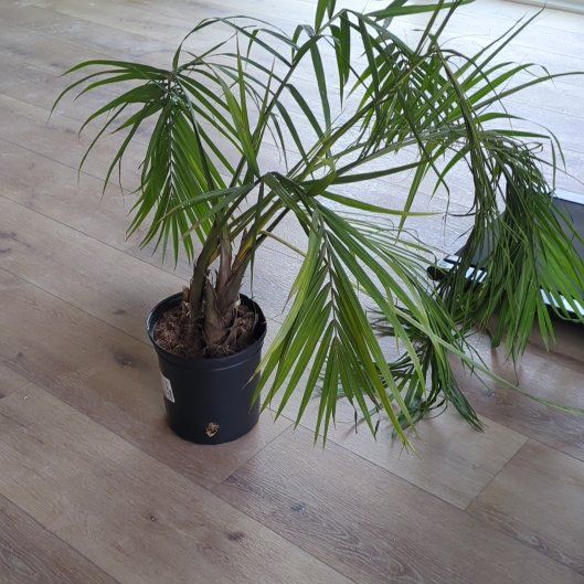 Photo of the plant species Xerophilous Palm by @RobustAvocado named Nemo on Greg, the plant care app