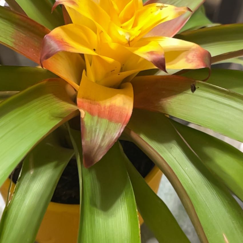 Photo of the plant species Blooming bromeliad by @FineProlifica named Miley on Greg, the plant care app