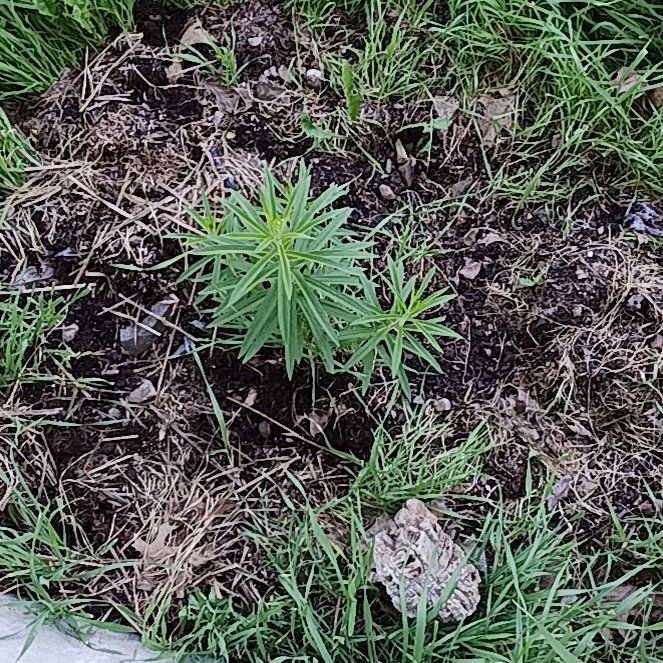 Photo of the plant species Butter and Eggs by @WiredBeech12 named Maya on Greg, the plant care app