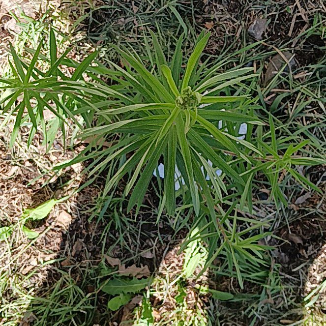 Photo of the plant species Yellow Oleander by @WiredBeech12 named Curie on Greg, the plant care app