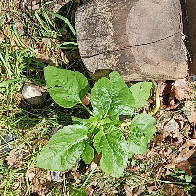 Photo of the plant species Purple Amaranth by @WiredBeech12 named ChloroPhil on Greg, the plant care app
