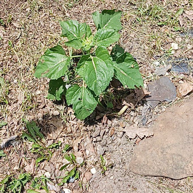 Photo of the plant species Devil's Apple by @WiredBeech12 named Walt on Greg, the plant care app