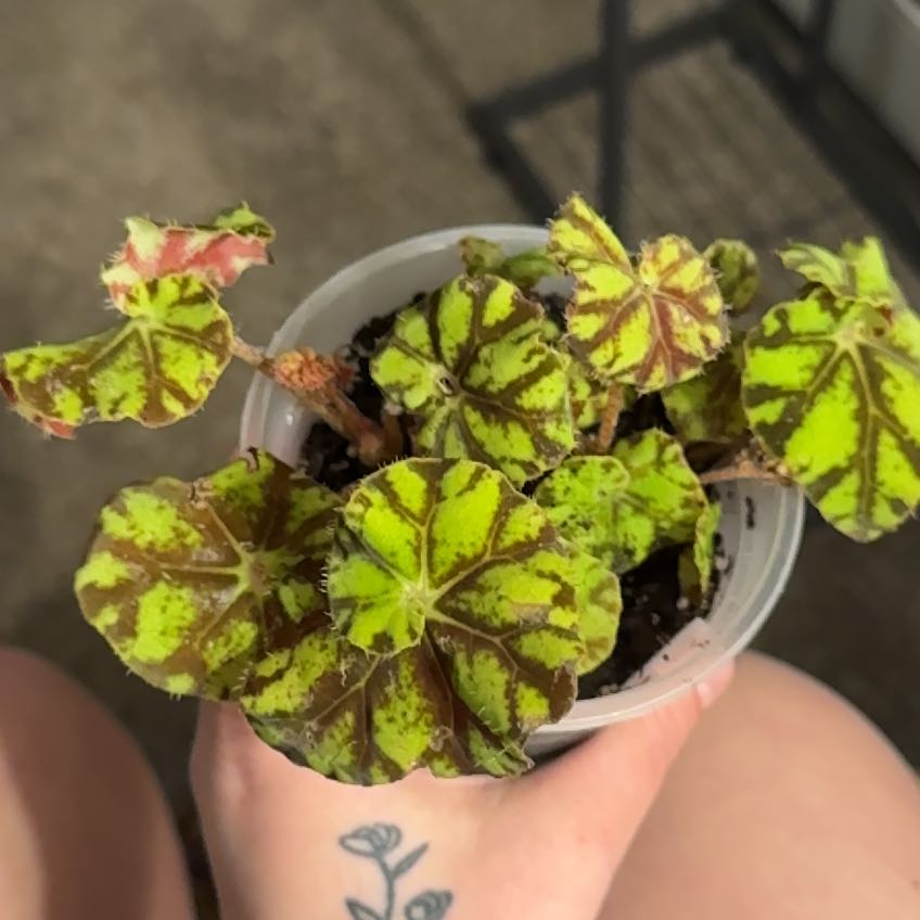 Photo of the plant species Tiger Kitten Begonia by @ChummyStonecrop named Leonardo on Greg, the plant care app