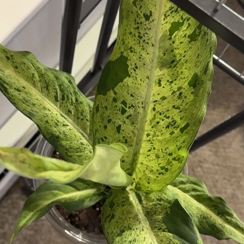 Photo of the plant species Star Bright by @ChummyStonecrop named Elle on Greg, the plant care app