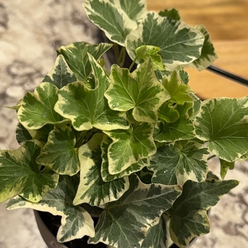 Photo of the plant species Varigated English Ivy by @ChummyStonecrop named Harmony on Greg, the plant care app
