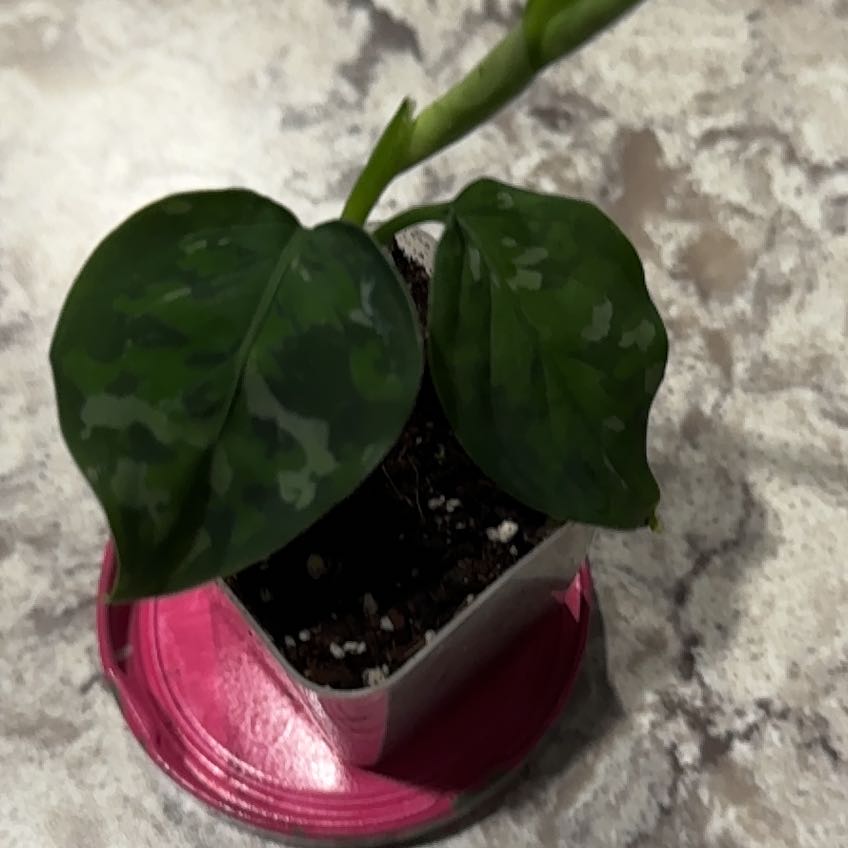 Photo of the plant species Camoflage by @ChummyStonecrop named Austen on Greg, the plant care app