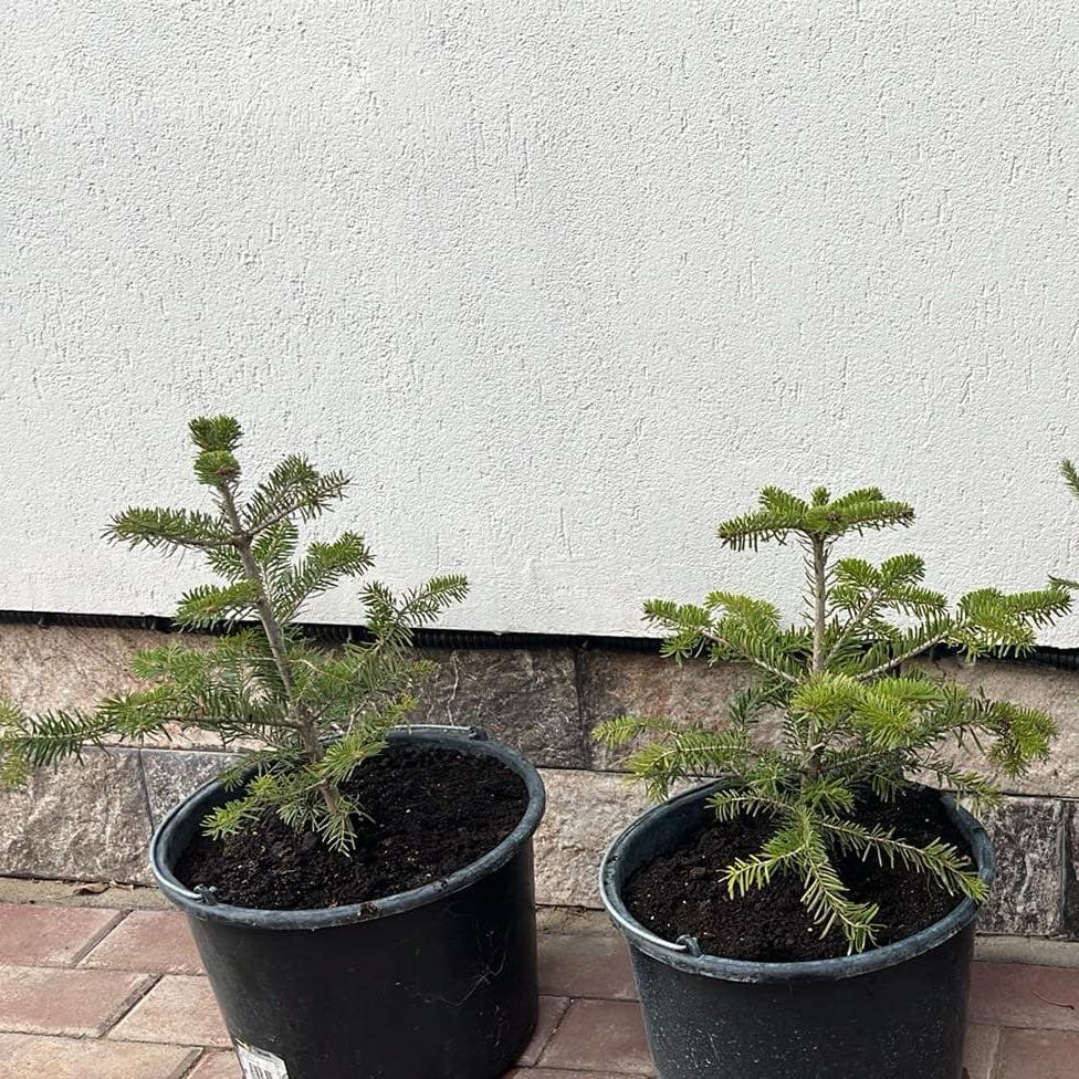 Photo of the plant species Caucasian Fir by @SpotonBaywillow named Cleopatra on Greg, the plant care app