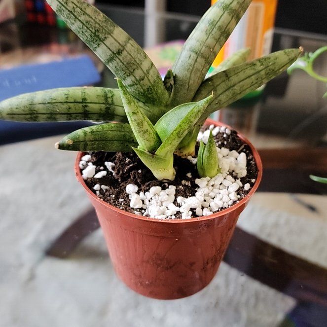 Photo of the plant species Sansevieria 'Starfish' by @HappyPinoak named Dax on Greg, the plant care app