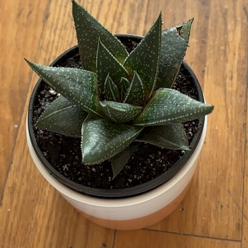 Photo of the plant species Haworthia savanna by @Bella3r17 named Boterito on Greg, the plant care app