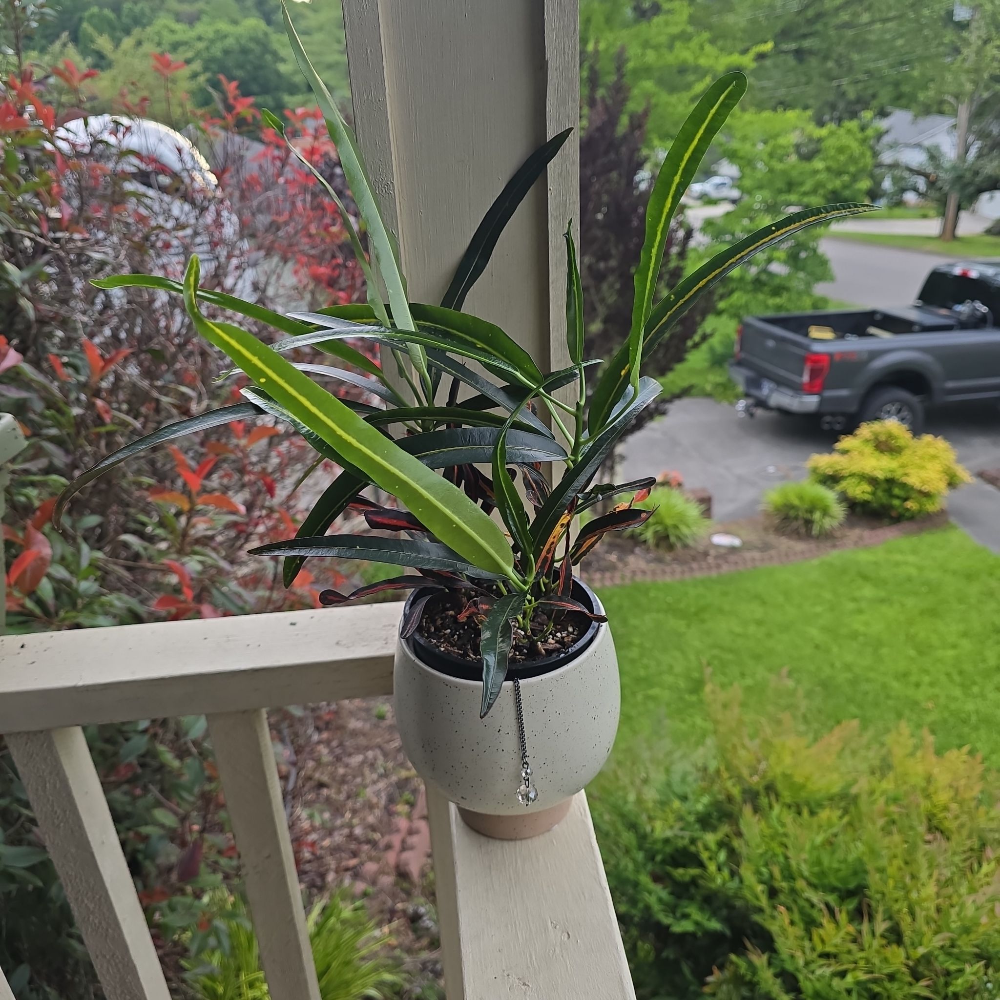 Croton