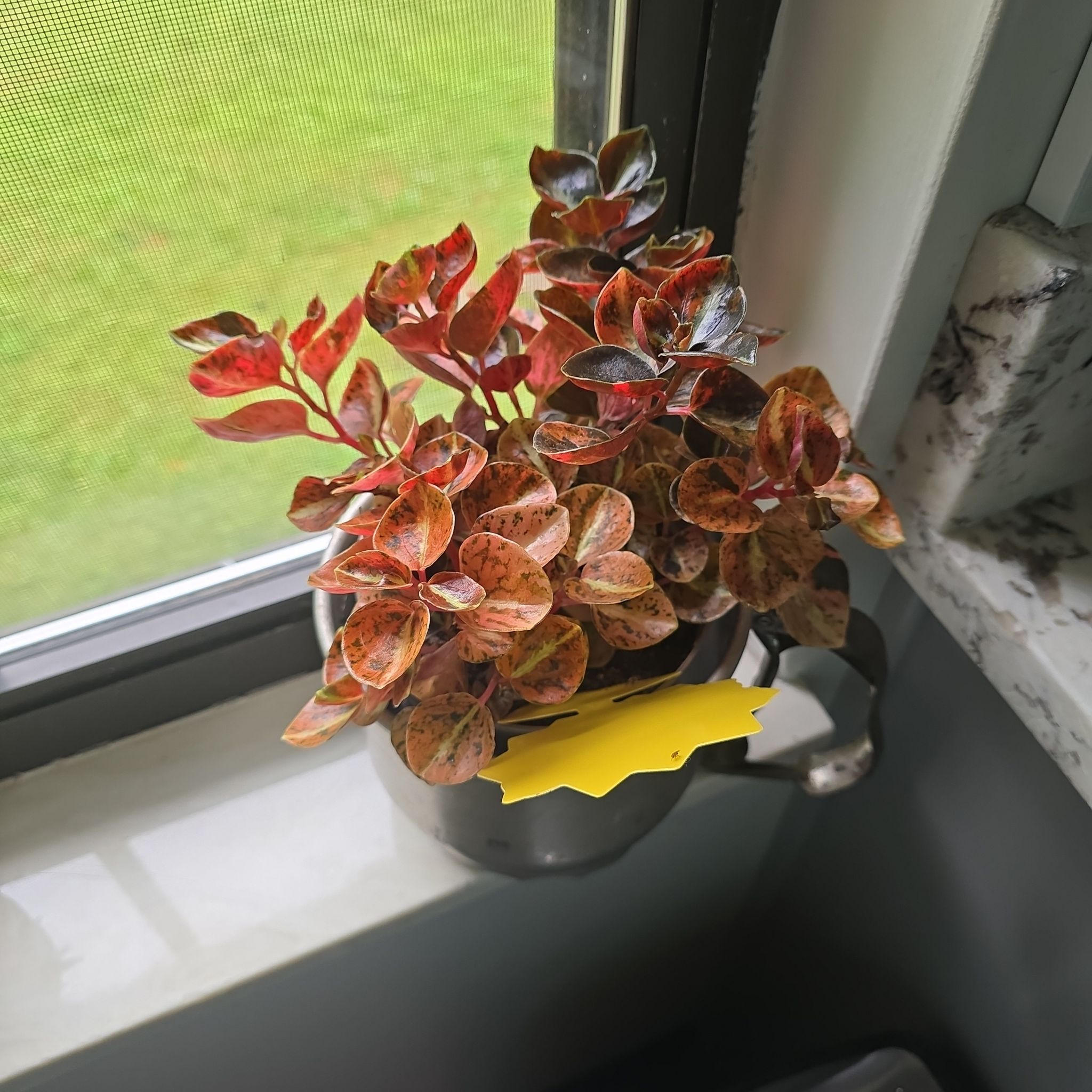 Photo of the plant species Pepperomia Metallica by @SteeleonWheels named Pepperomia Creme Brulee on Greg, the plant care app