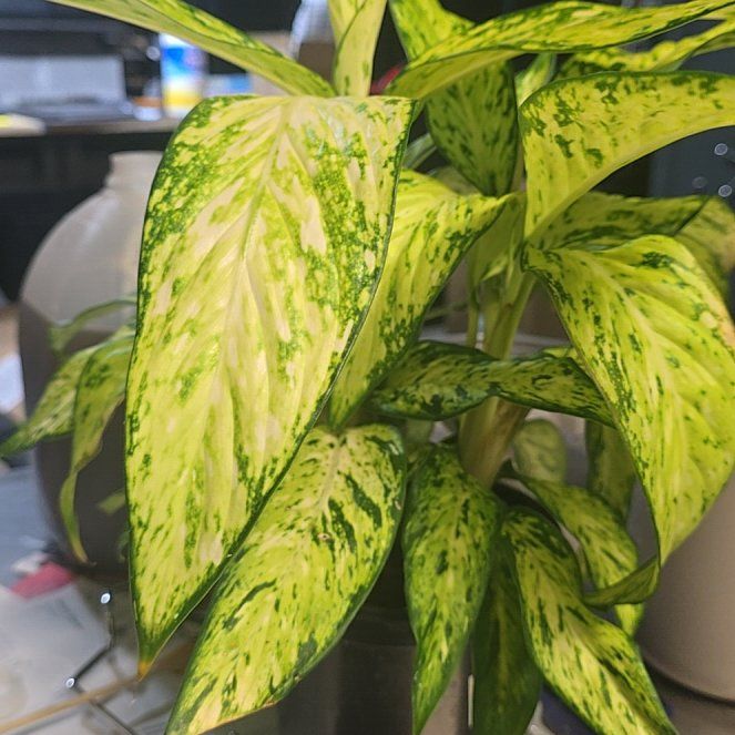 Plant care for Camouflage on Greg, the plant care app