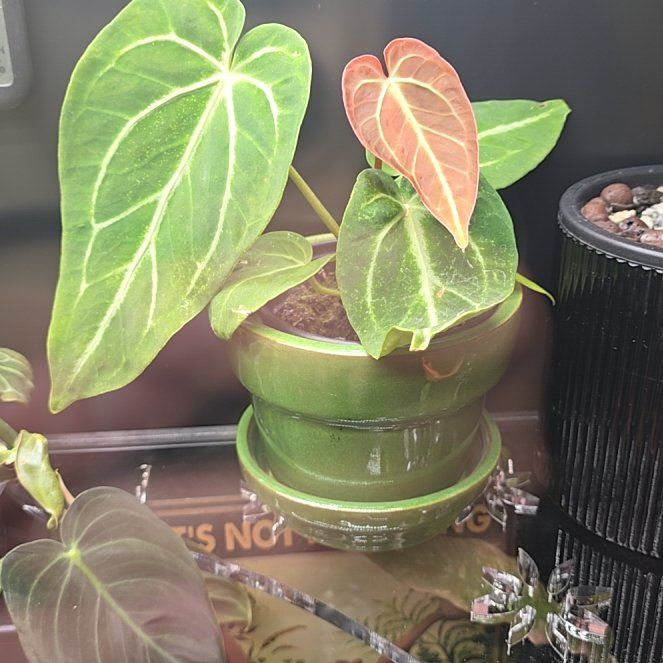 Photo of the plant species Anthurium ‘Villenaorum’ by @SteeleonWheels named Anthurium Villenaroum on Greg, the plant care app
