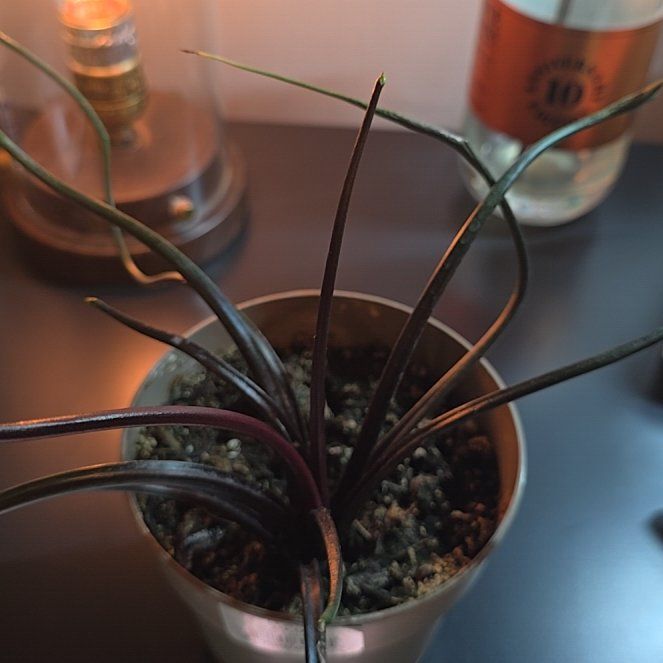 Photo of the plant species Alocasia 'Mythic Tentacular' by @SteeleonWheels named Alocasia Mythic Tentacular on Greg, the plant care app