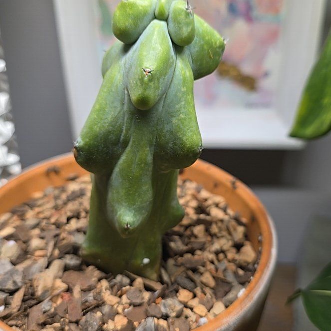 Photo of the plant species Boobie Cactus by @SteeleonWheels named Cactus Boobie on Greg, the plant care app