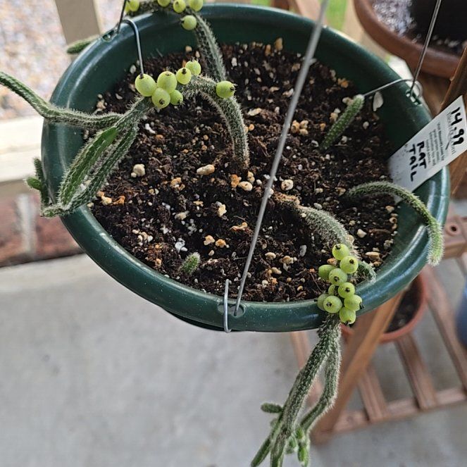 Photo of the plant species Mouse Tail Pleurothallis by @SteeleonWheels named Cactus Mouse Tail on Greg, the plant care app