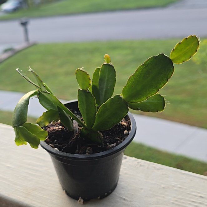 Photo of the plant species Christmas Cactus by @SteeleonWheels named Cactus Christmas on Greg, the plant care app