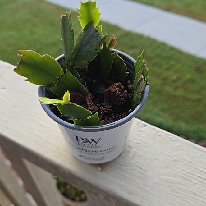 Photo of the plant species White Thanksgiving Cactus by @SteeleonWheels named Cactus Thanksgiving on Greg, the plant care app