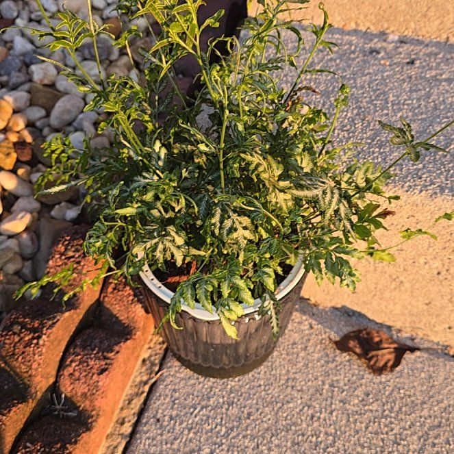 Photo of the plant species Silver Lace Fern by @SteeleonWheels named Fern Silver Lace Peteris on Greg, the plant care app