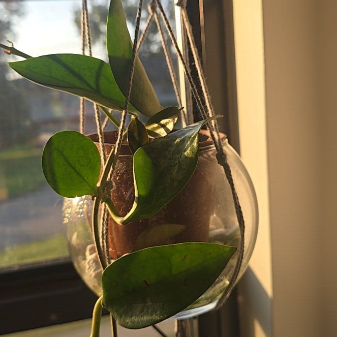 Photo of the plant species hoya potsii by @SteeleonWheels named Hoya Potsii on Greg, the plant care app