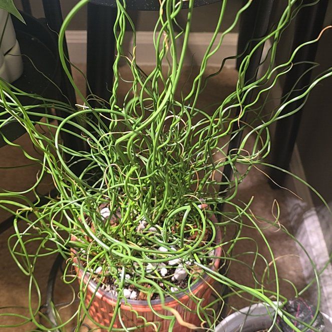 Photo of the plant species Corkscrew rush by @SteeleonWheels named Juncus Effusus Spirals on Greg, the plant care app