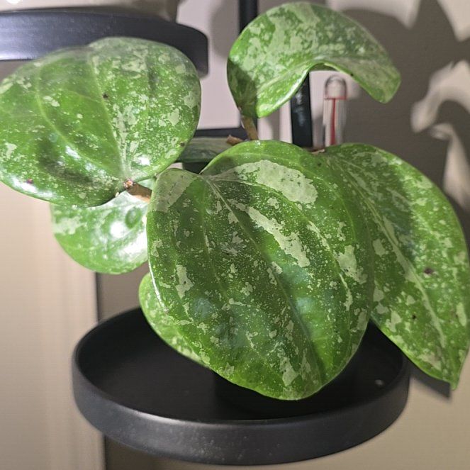 Photo of the plant species Hoya 'Sarawak' by @SteeleonWheels named Hoya Sarawak on Greg, the plant care app