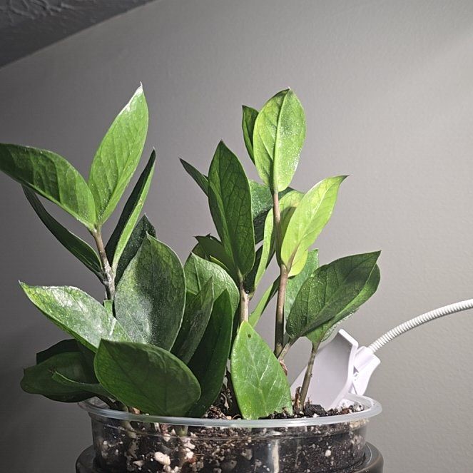 Photo of the plant species Zz plant by @SteeleonWheels named Remington on Greg, the plant care app