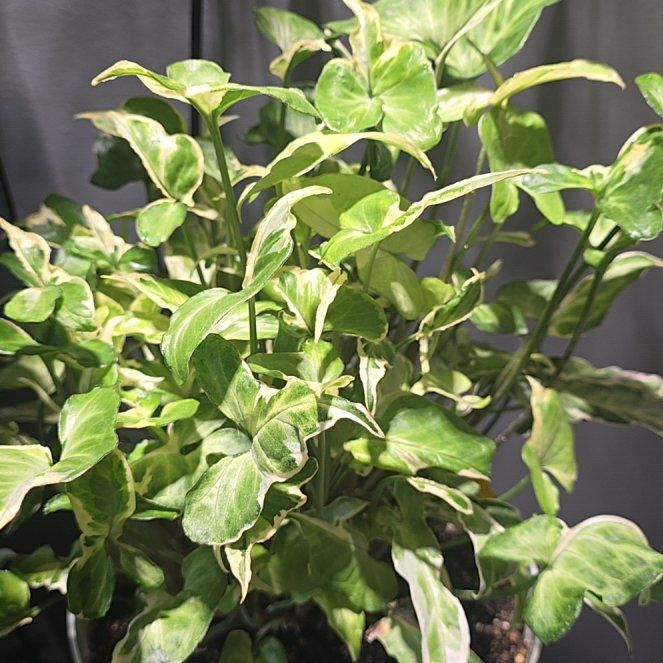 Photo of the plant species Syngonium Starlite by @SteeleonWheels named Syngonium Starlite on Greg, the plant care app