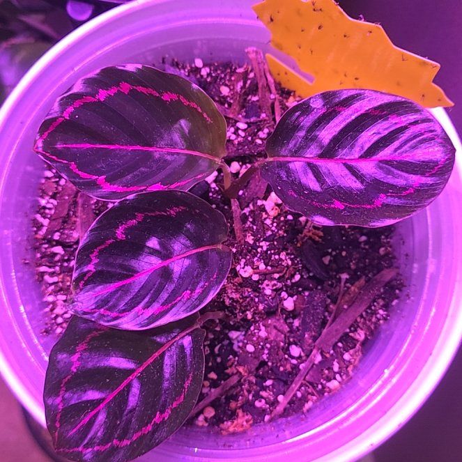 Photo of the plant species Prayer Plant Dottie by @SteeleonWheels named Calathea Dottie on Greg, the plant care app