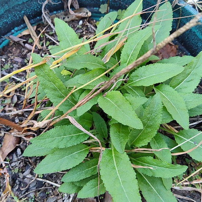 Photo of the plant species Clustered Bellflower by @AffableTorgrass named Daphne on Greg, the plant care app