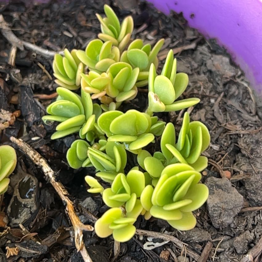 Sproutacus RIP