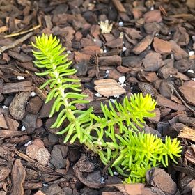 Photo of the plant species Sedum Angelica by @IdealCantaloupe named Denali on Greg, the plant care app